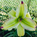 Love One Another Daylily
